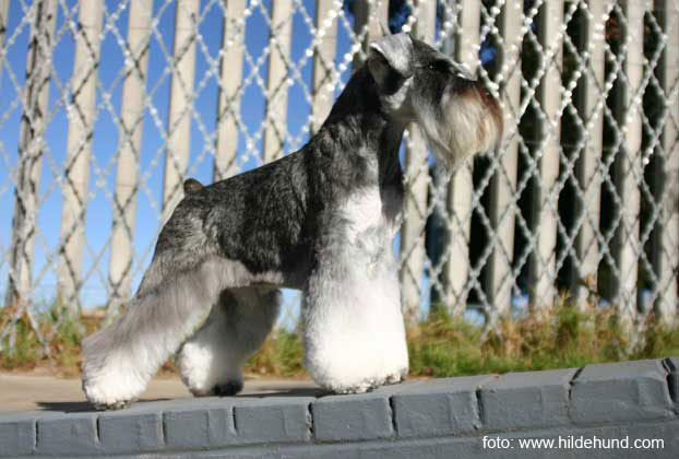 Miniature schnauzer Ch Regency�s Quintessential