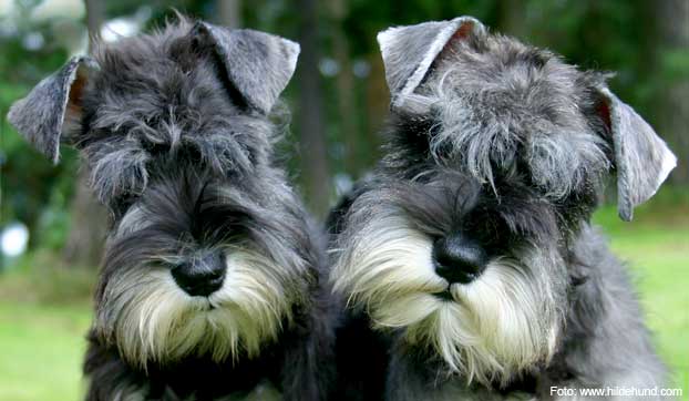 Miniatureschnauzer puppies
