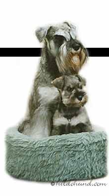 miniature schnauzer puppy and adult