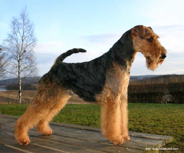 Welsh terrier: Ch Ecco's Harley Hurricane