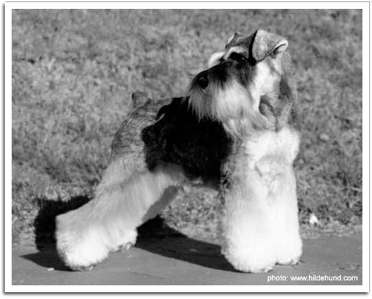 Miniature Schnauzer portrait: Visit our Photography page