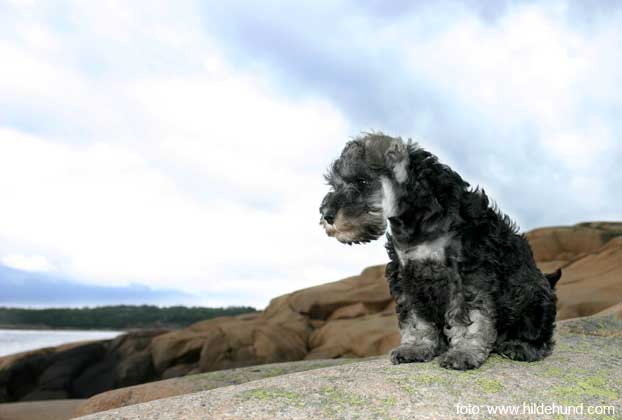 Miniature Schnauzer puppy B�nnGass DolcE vita