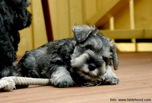 Miniature Schnauzer puppy