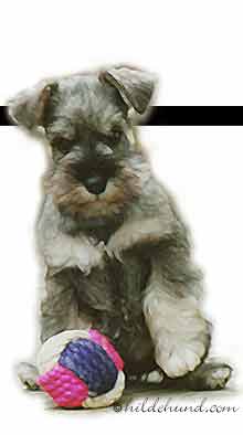 miniature schnauzer puppy with ball